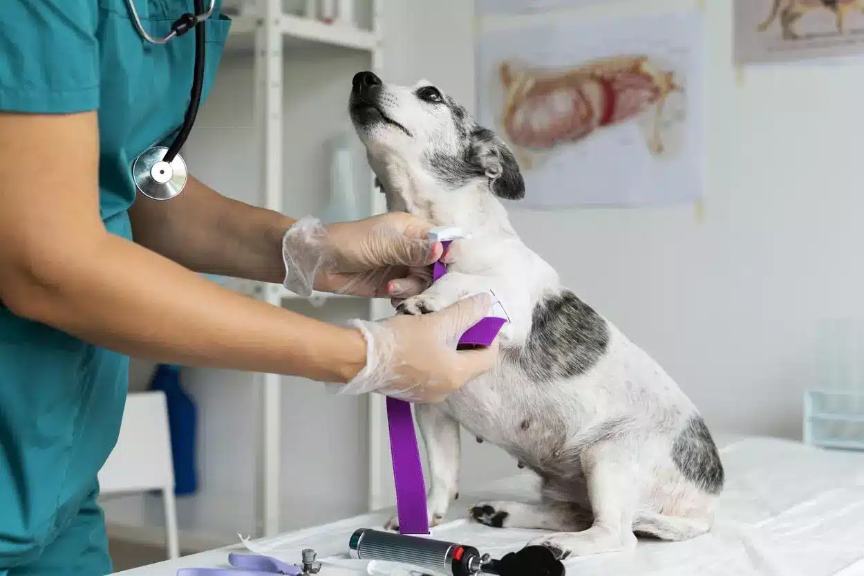 O pleno funcionamento do Centro de Acolhimento de Animais é uma das preocupações de Leandro Ferreira
