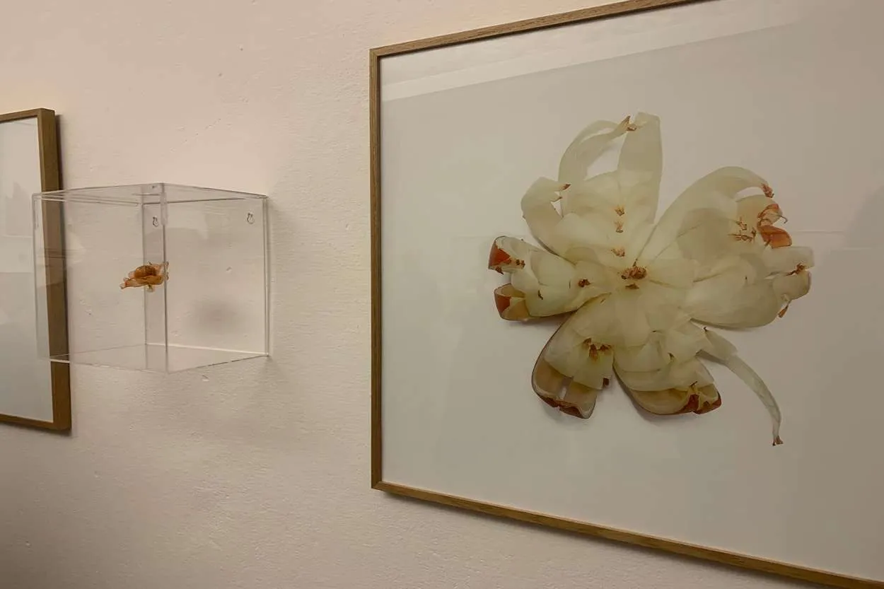 As artes de Carol Reis e Valentina bocchetto se complementam e falam sobre as camadas da vida