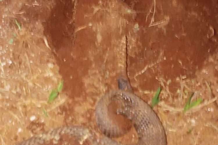 Cobra