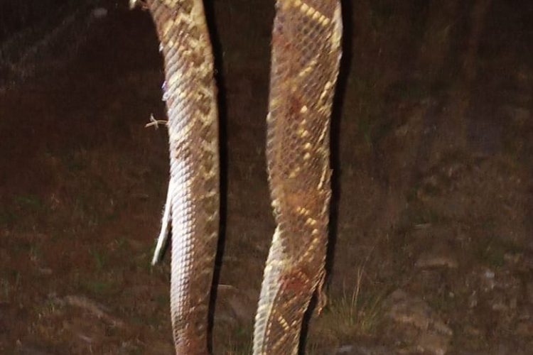 Cobra