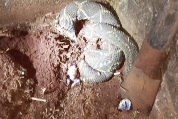 Cobra