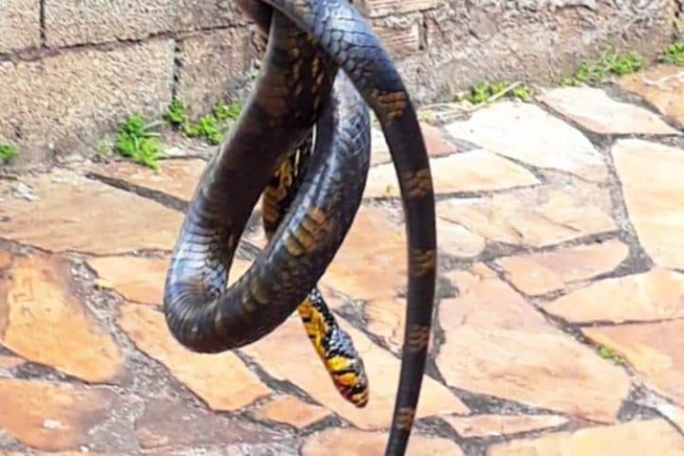 Cobra
