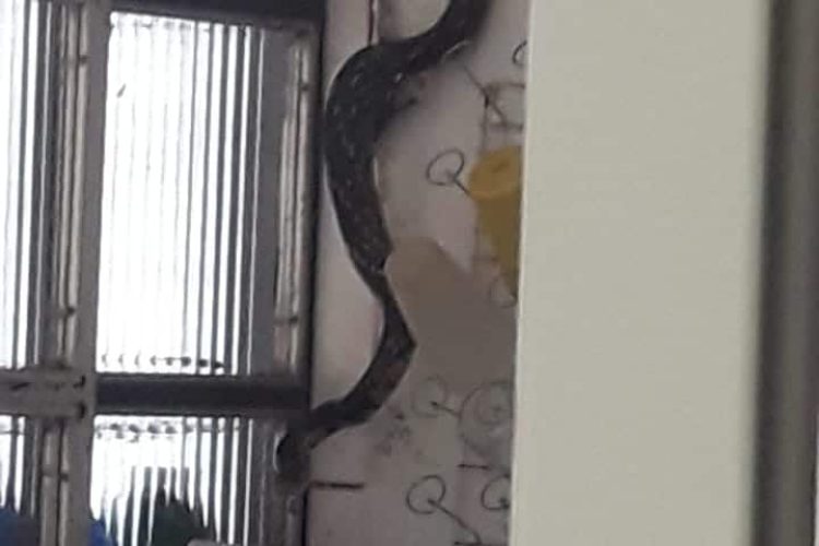 Cobra encontrada na última terça-feira na cozinha da casa de Rita.