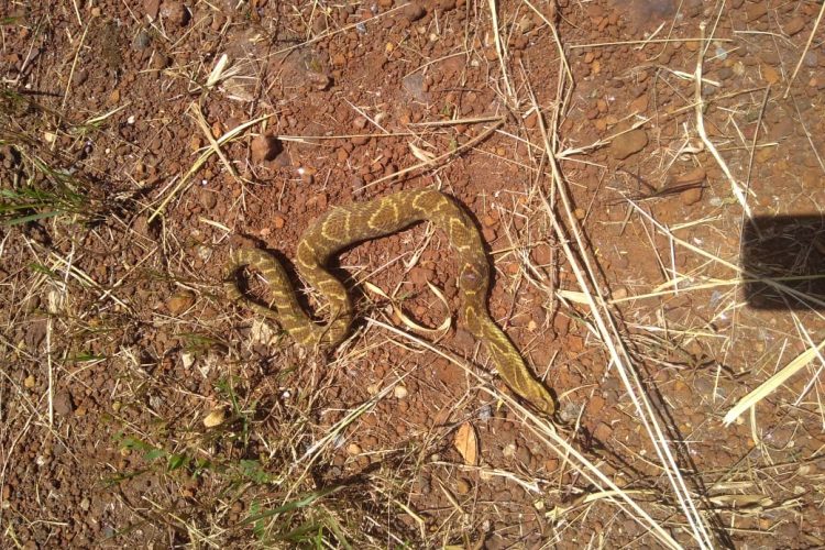 Cobra