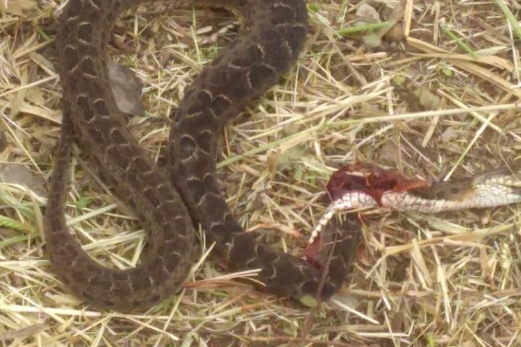 Cobra